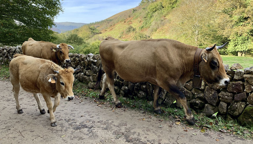 Ganado vacuno en Cantabria