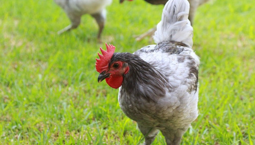 Ejemplar de la Gallina Extreme�a Azul