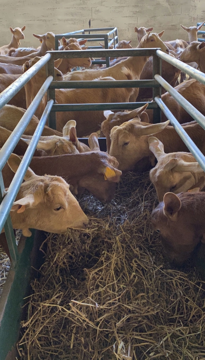 Alimentaci�n en una ganader�a caprina