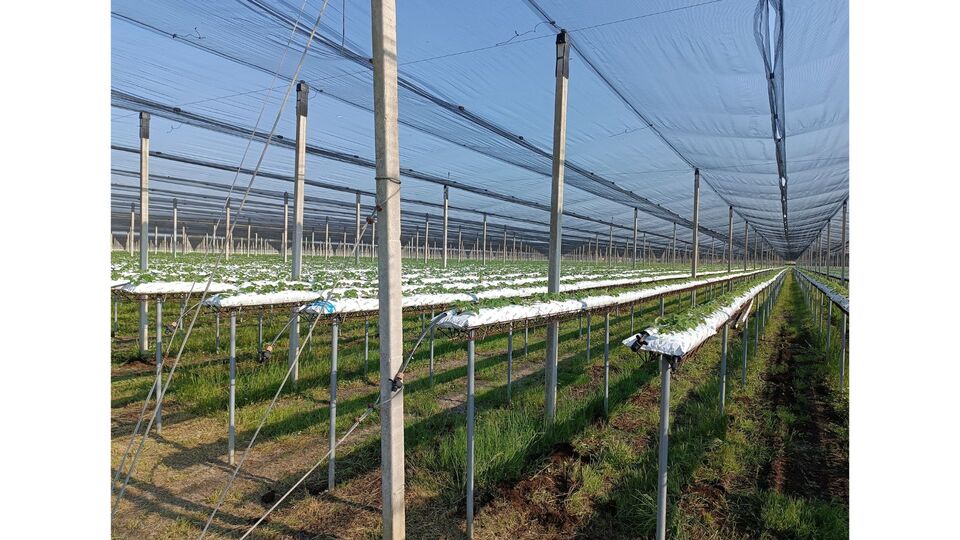 Figura 2 - Produ��o de morango em substrato (Foto: Pedro B. oliveira, INIAV)