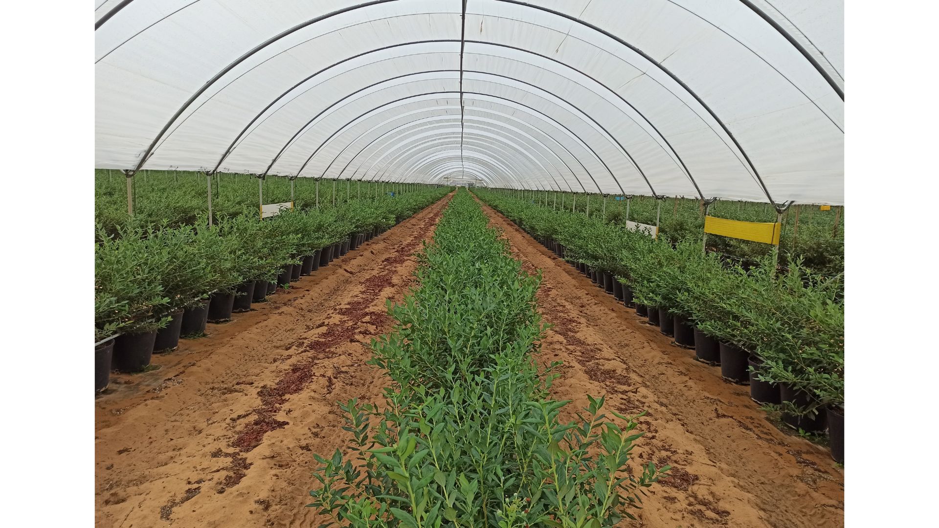 Figura 5 � Produ��o de mirtilo em substrato permite a redu��o das dota��es de rega sem afetar o desempenho da cultura (Foto: Pedro B...