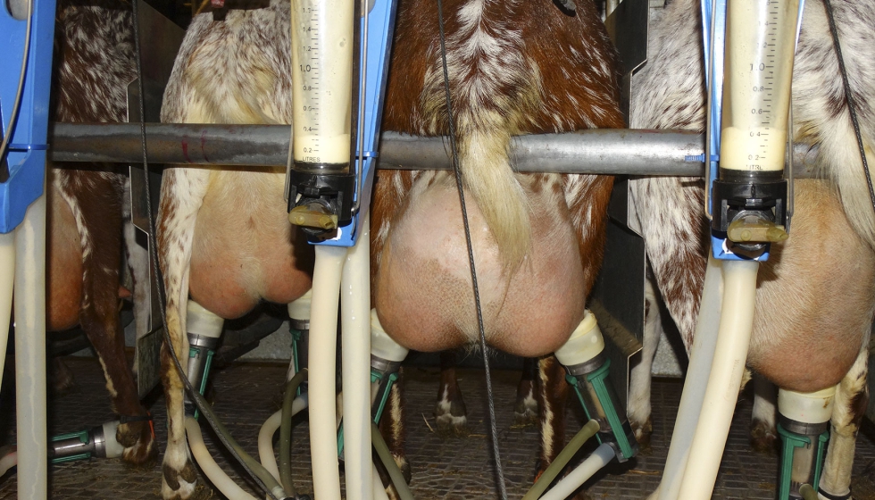 Orde�o en una granja de raza Florida