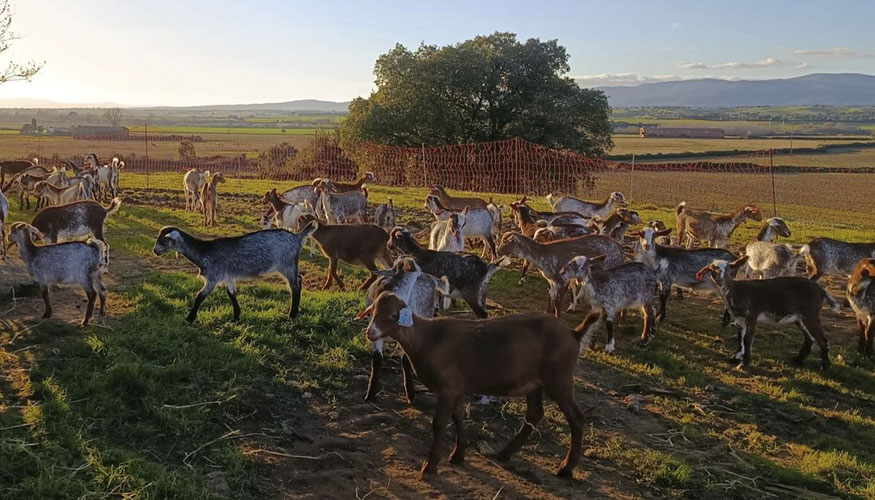 Nueva explotaci�n de raza Florida en Moraleja (C�ceres)