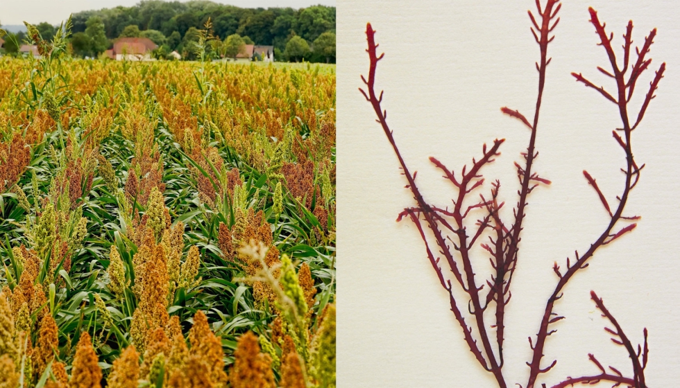 Imagen de un cultivo de sorgo y del alga roja Gelidiun corneum. Foto: Pixabay y Commons Wikimedia