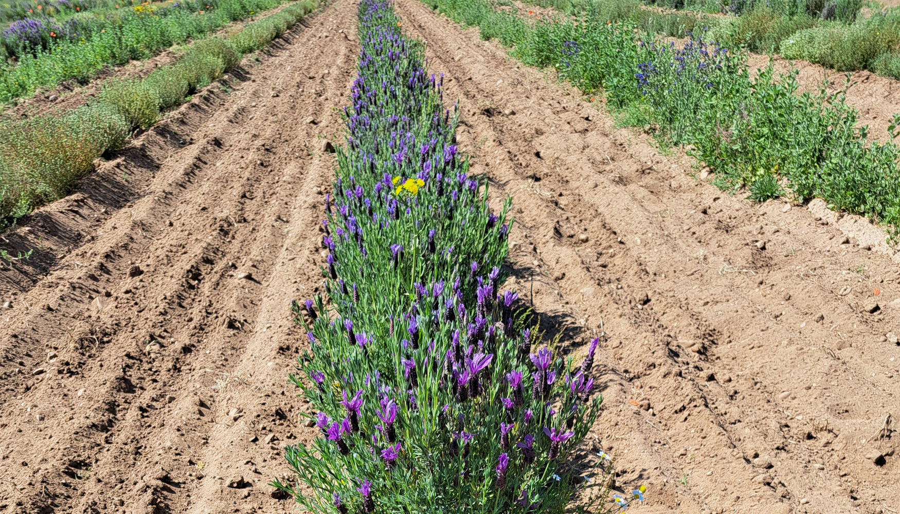 El proyecto Biovalor ha cumplido su prop�sito de innovaci�n en los sectores agrario y forestal...