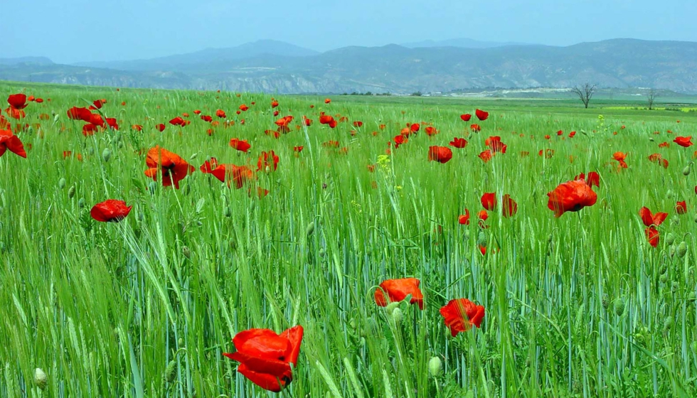 La problem�tica en las siembras oto�ales ha favorecido la presencia inicial de poblaciones elevadas de vallico, amapolas o avenas...