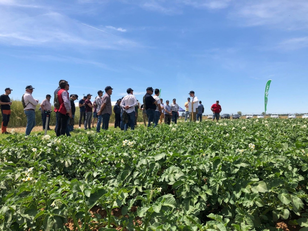 Figura 2. Visita de agricultores a los campos de ensayos de fertilizaci�n en patata en la finca Zamadue�as (ITACyL). Patata en riego por aspersi�n...