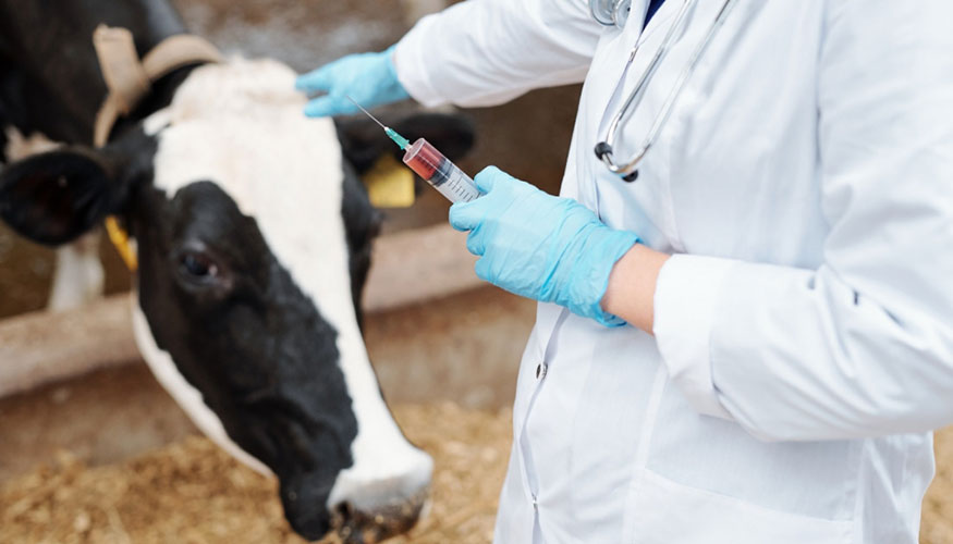 Aplicaci�n de un medicamento a una vaca lechera