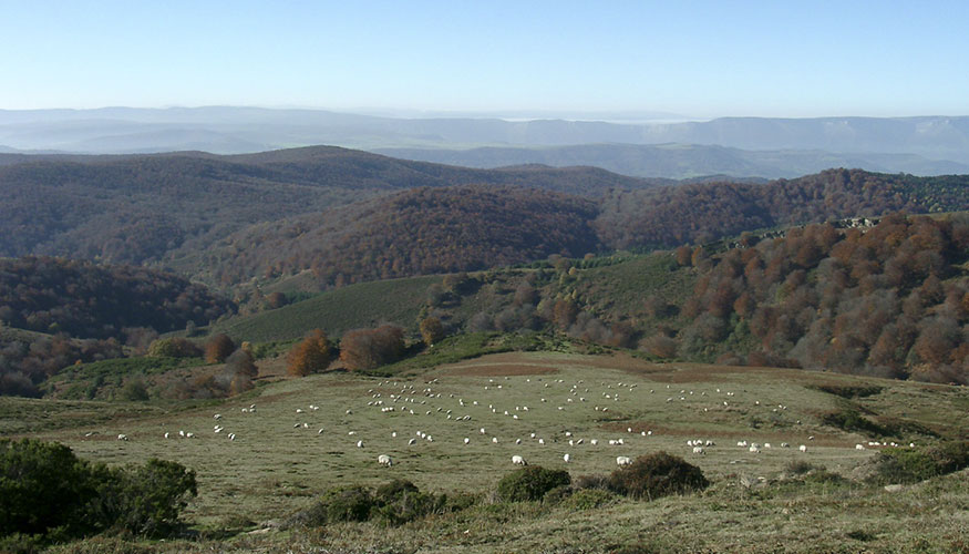 Reba�o del proyecto de Neiker