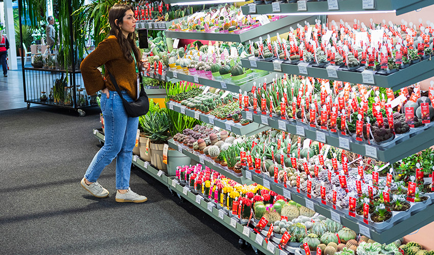 Presentaci�n de nuevas tendencias en plantas de interior, incluyendo Ficus, Alocasia, Calathea y filodendros variegados de alto impacto visual...