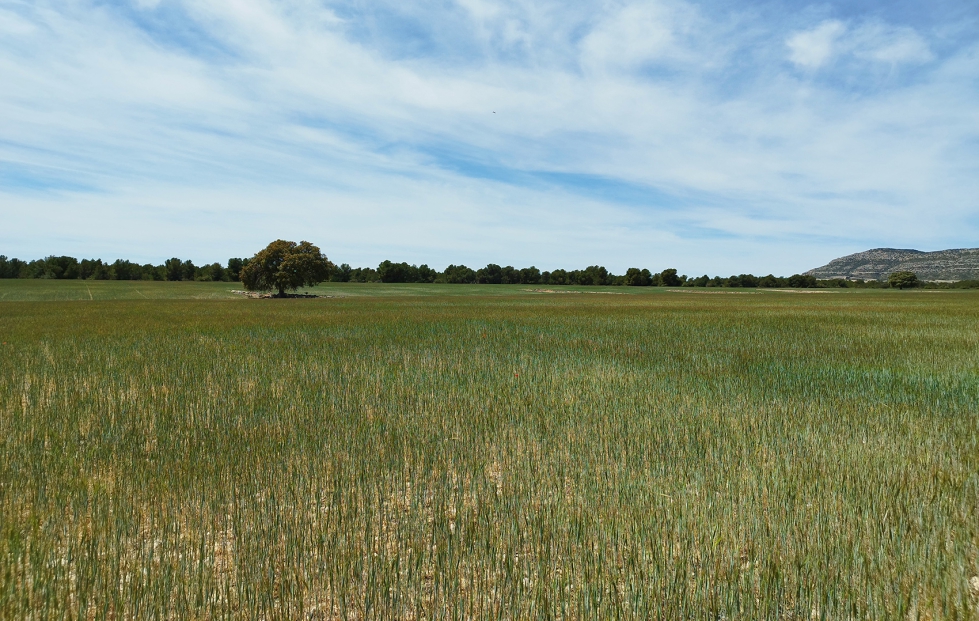 Las solicitudes deber�n presentarse dentro del plazo previsto para la Solicitud �nica 2026