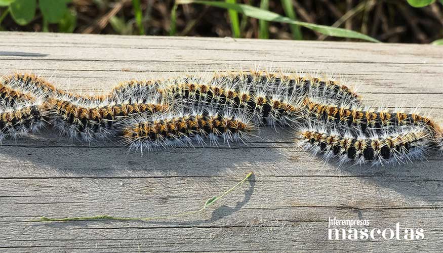El contacto puede provocar necrosis en lengua y mucosas en cuesti�n de minutos