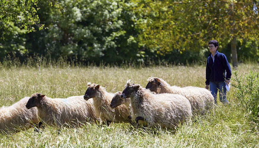 Ina Beltr�n de Heredia, investigadora de Neiker, con un reba�o de raza Latxa