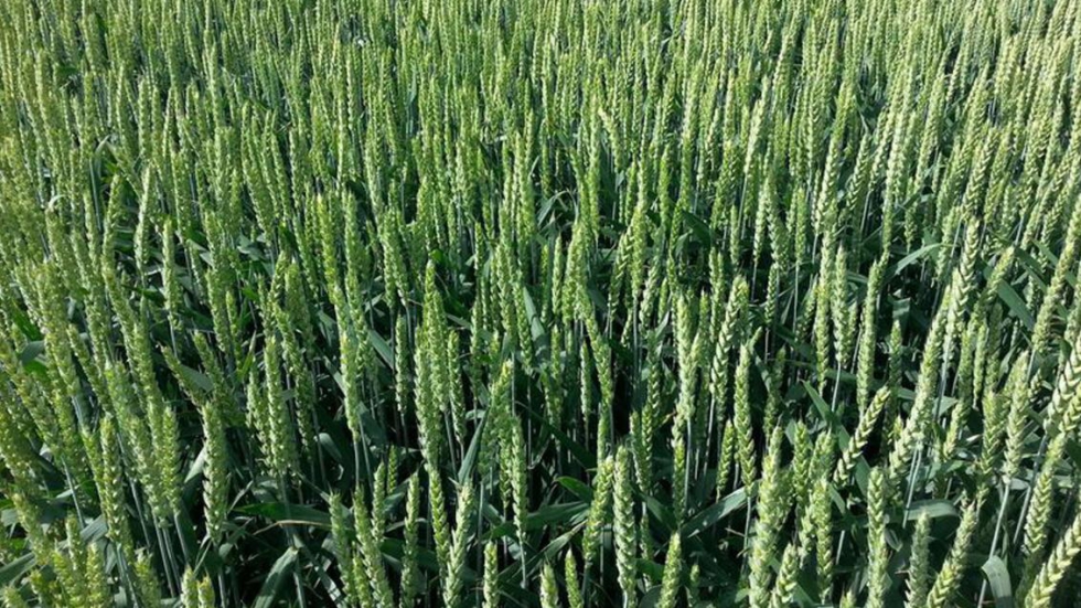 X-Terra se basa en la larga experiencia de Syngenta en cereales h�bridos