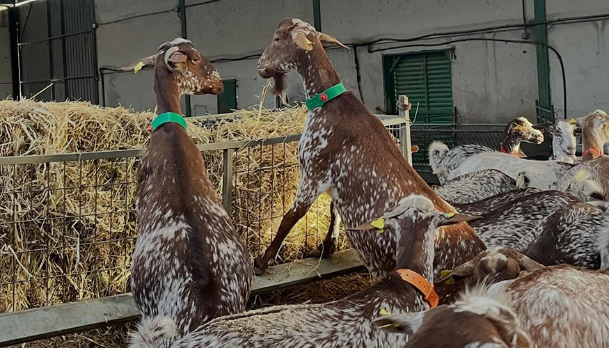 Interior de la nueva granja de Acriflor en Toledo