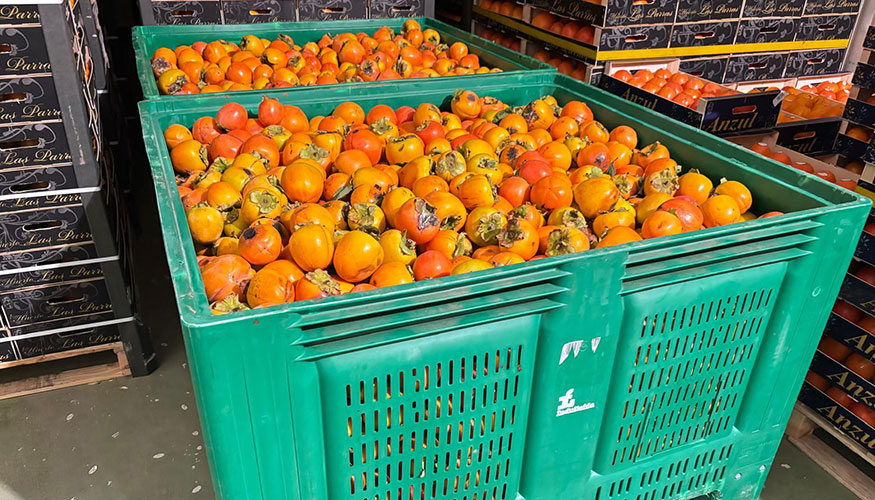 Destr�o de kaki sin tratar