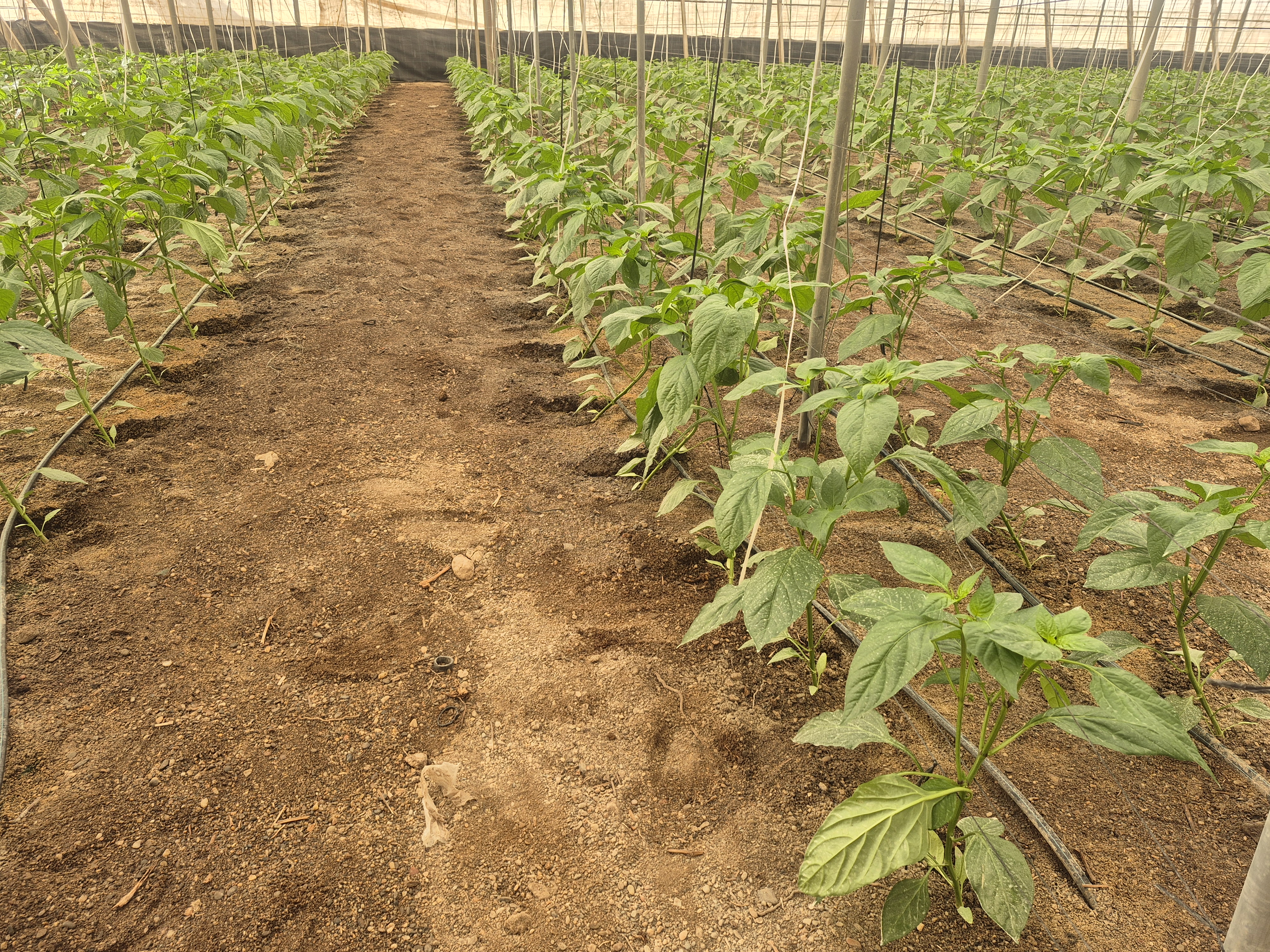 Gramoflor Ib�rica ha creado 'HOYOS', un nuevo sustrato para hoyos de cultivo