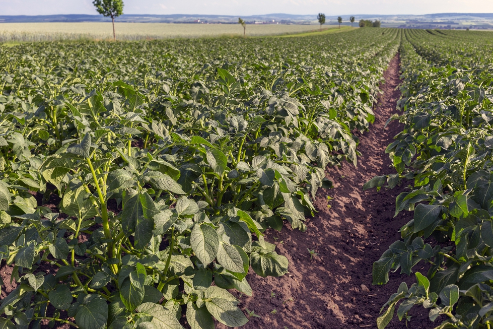 Los nuevos derechos se han asignado a los j�venes agricultores, los nuevos agricultores y los agricultores en desventaja...