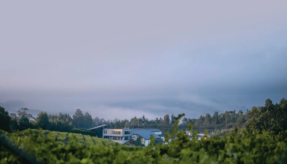 Mar de Frades cultiva vi�edos propios en el Saln�s y desde 2016 tambi�n en la Ribeira do Ulla...