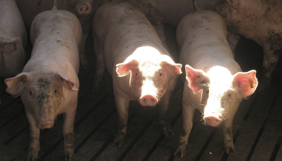 Ejemplares de la especie porcina