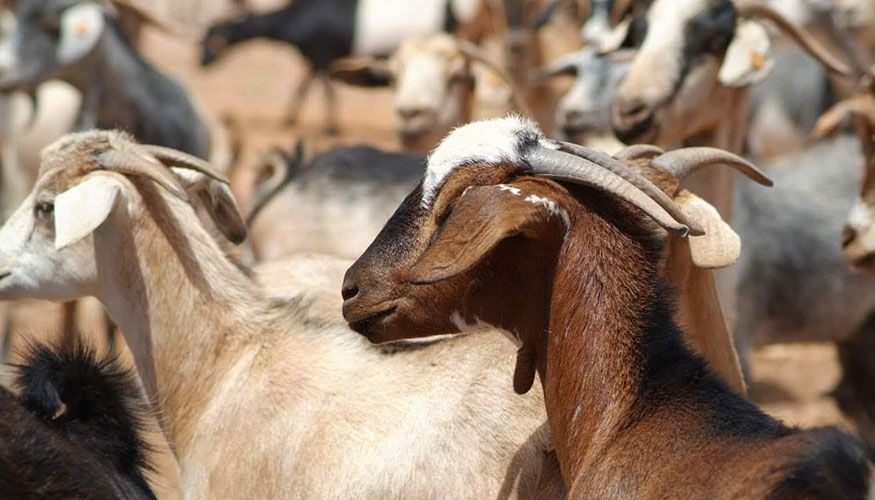 Ganado caprino en Canarias