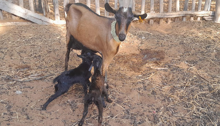 Cabritos nacidos en Madagascar tras el cruce con la raza Murciano-Granadina