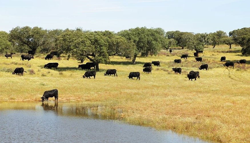 Ejemplares de la raza Avile�a-Negra Ib�rica