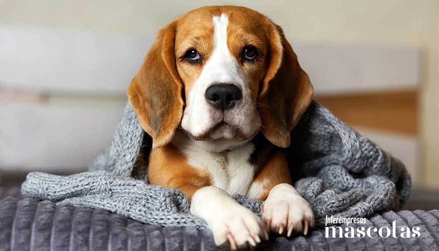 Aunque suelen asociarse a las personas, estas afecciones tambi�n impactan en la salud y el bienestar de los canes