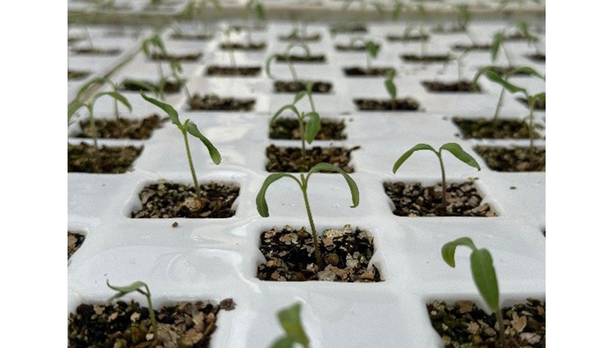 Figura 5. Compost usado como sustrato de semillero para cultivos hort�colas