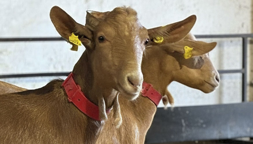 Ejemplares de Cabra Malague�a