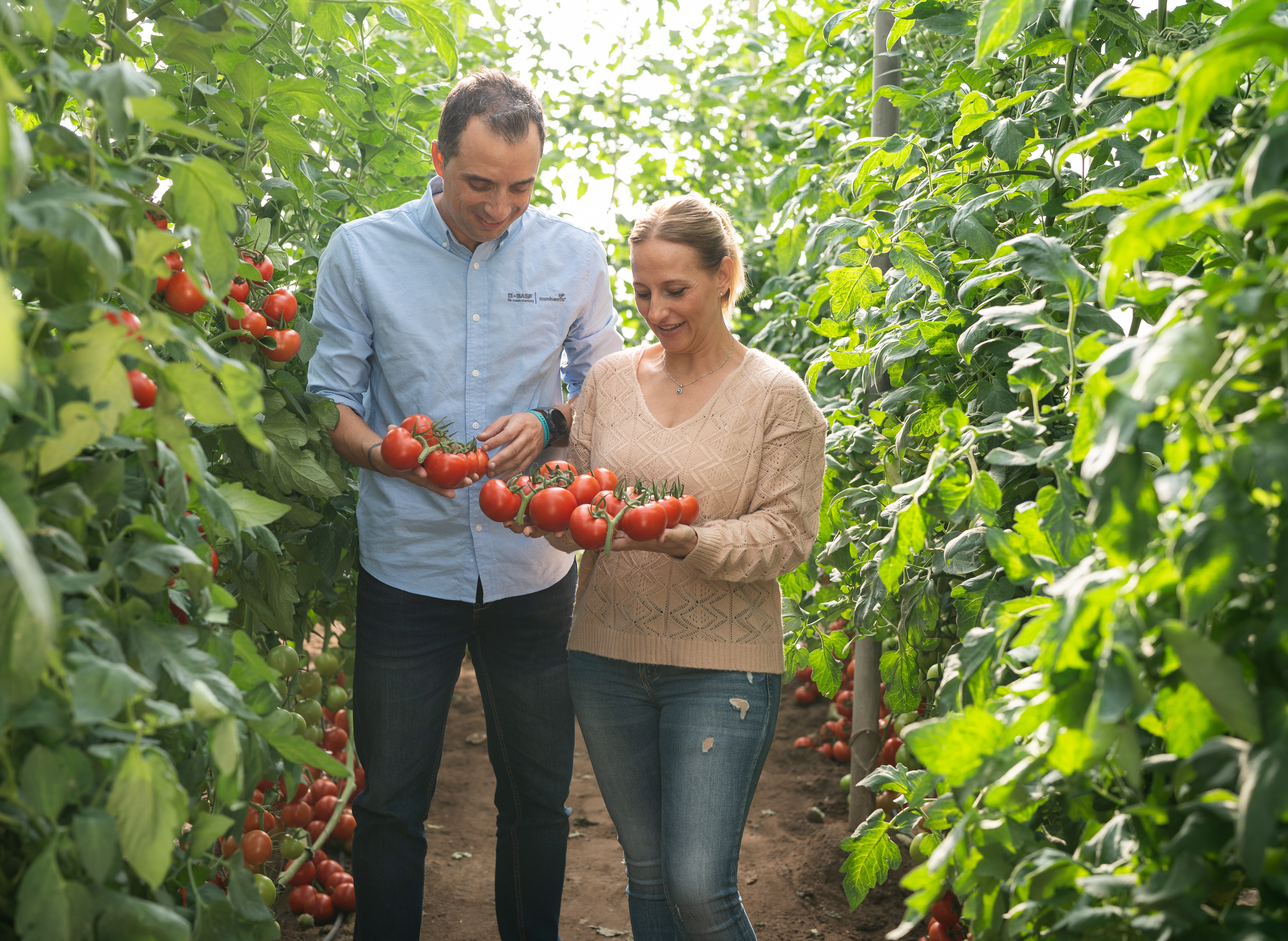 BASF | Nunhems mostr� sus nuevas variedades en tomate en Almer�a y Murcia