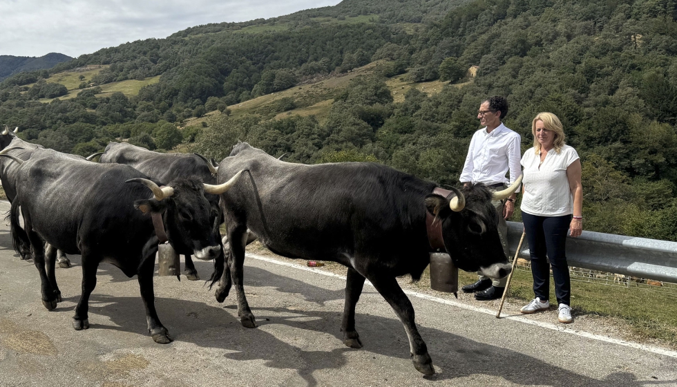 Reba�o de vacas de carne en Cantabria
