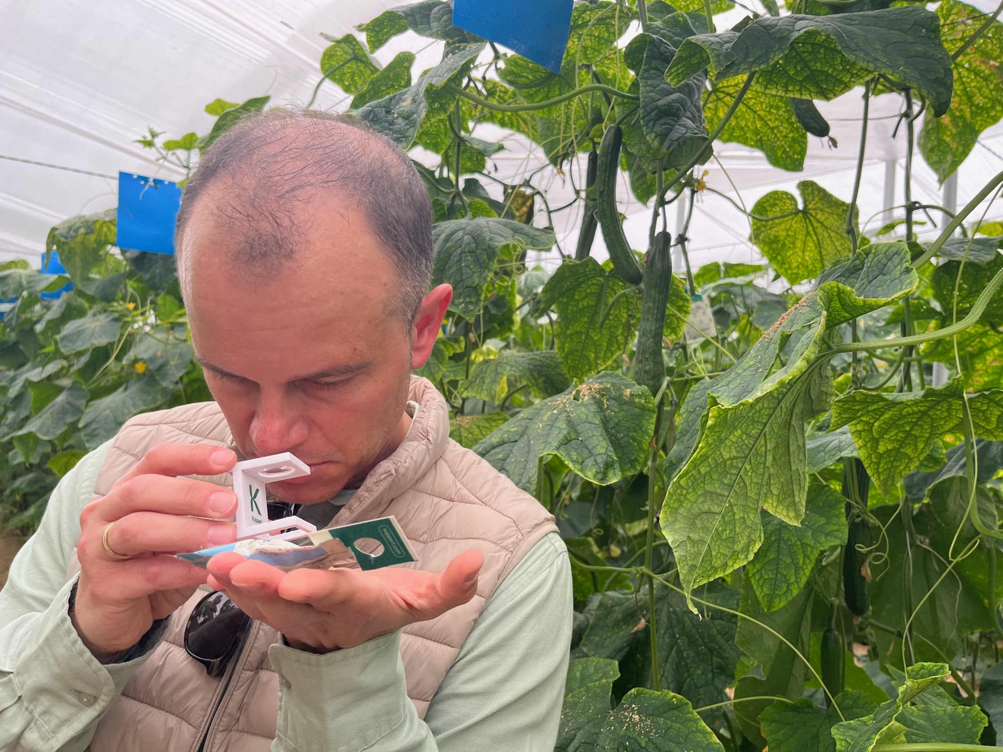 Baltasar P�rez observa a trav�s de la lupa el movimiento de los �caros depredadores y de las presas, tras abrir el sobre de Limonica Ulti-Mite...