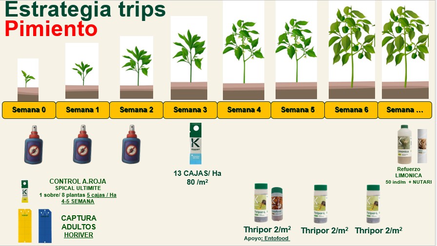 Imagen del protocolo de utilizaci�n de Limonica Ulti-Mite para cultivo de pimiento