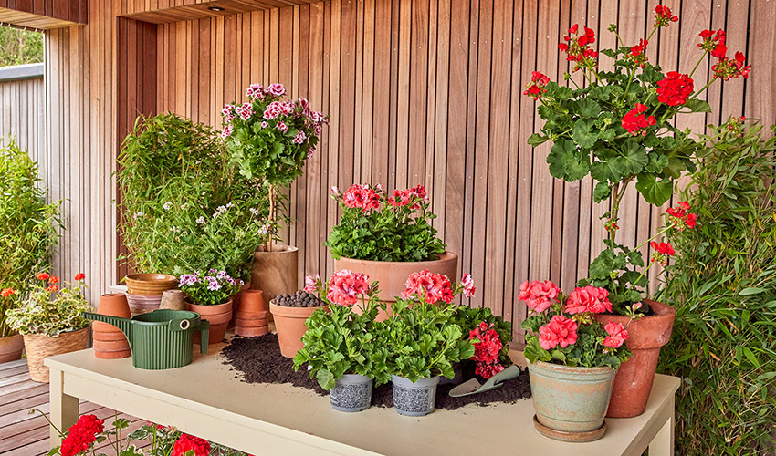 Los geranios son una de las plantas m�s populares para balcones y terrazas, especialmente con la llegada de la primavera...
