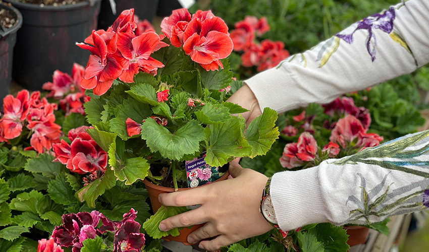 El espacio en la maceta...