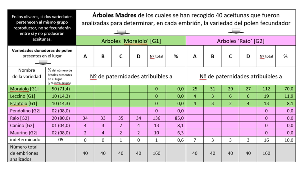 Tabla 1: Resultados obtenidos en el olivar de �Moraiolo� y �Raio� en el centro del olivar de Amelia � Terni (Lat.: 42.539N; Long. 12...