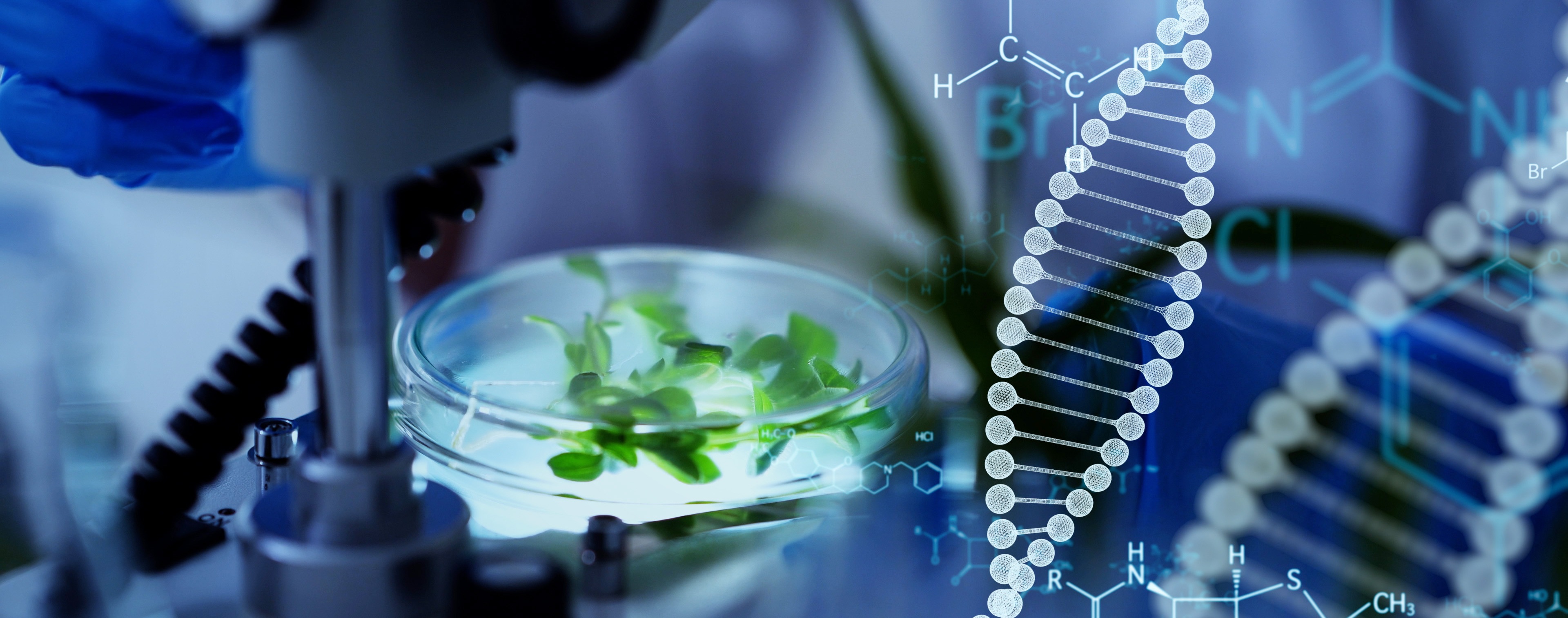 Mojica observ� en el genoma de las arqueas de las salinas secuencias repetidas y peculiares...