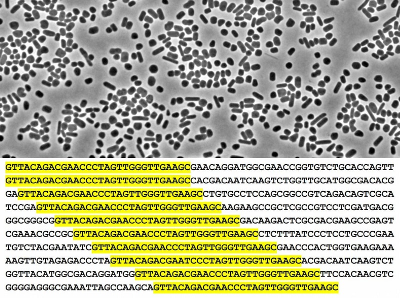 El investigador alicantino dedujo de su hallazgo una idea revolucionaria...