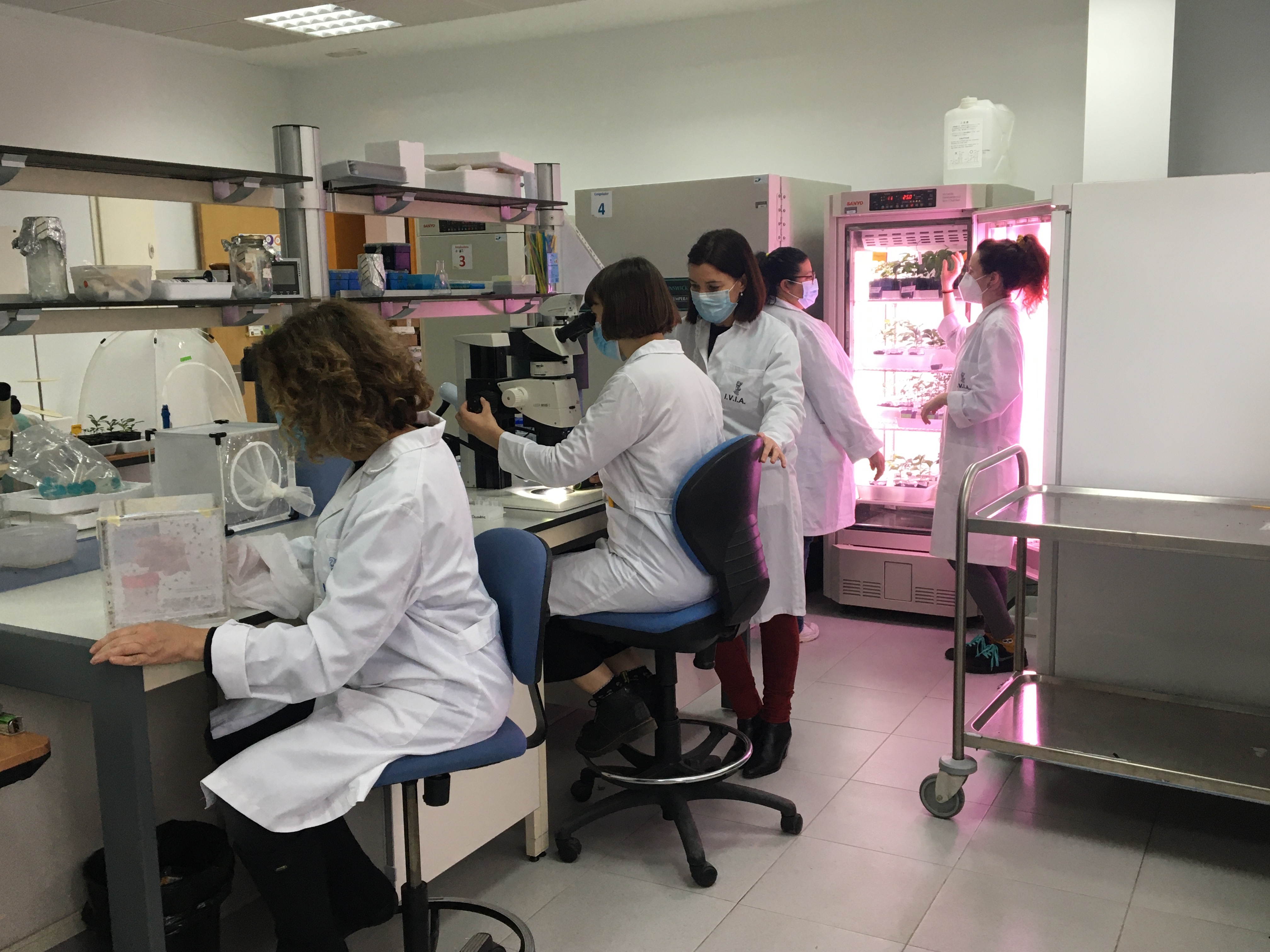 Pese a las restricciones de la actual normativa algunos centros de investigaci�n espa�oles ya trabajan con CRISPR en la mejora vegetal...