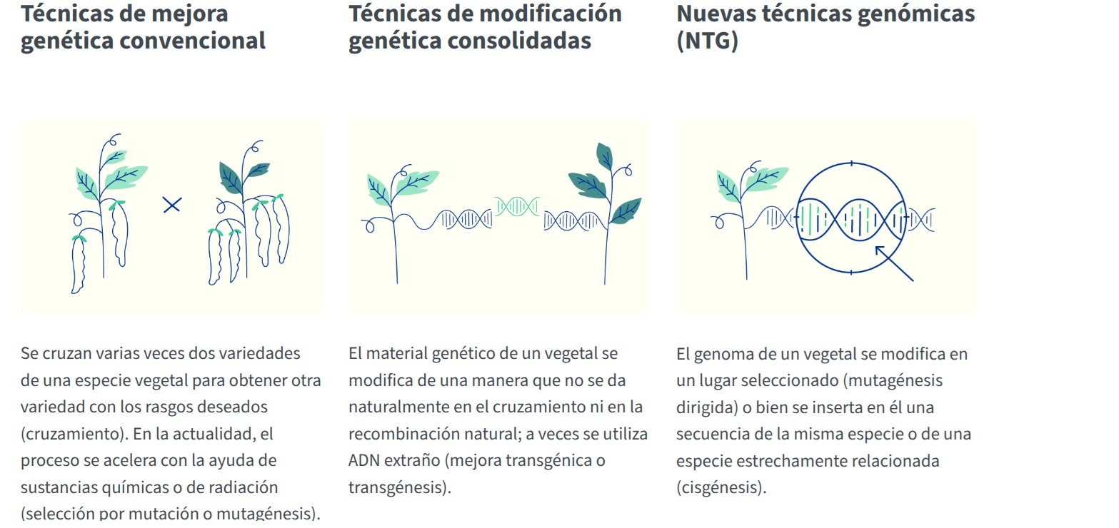 Diferencias entre mejora convencional de cultivos, mejora transg�nica y las NTG�s