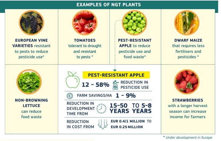 Ejemplos de mejora de cultivos a trav�s de NGT�s planteados por la propia Comisi�n Europea