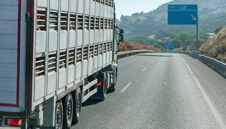 Foto de El sector ganadero teme que se disparen los costes de transporte para la exportaci�n