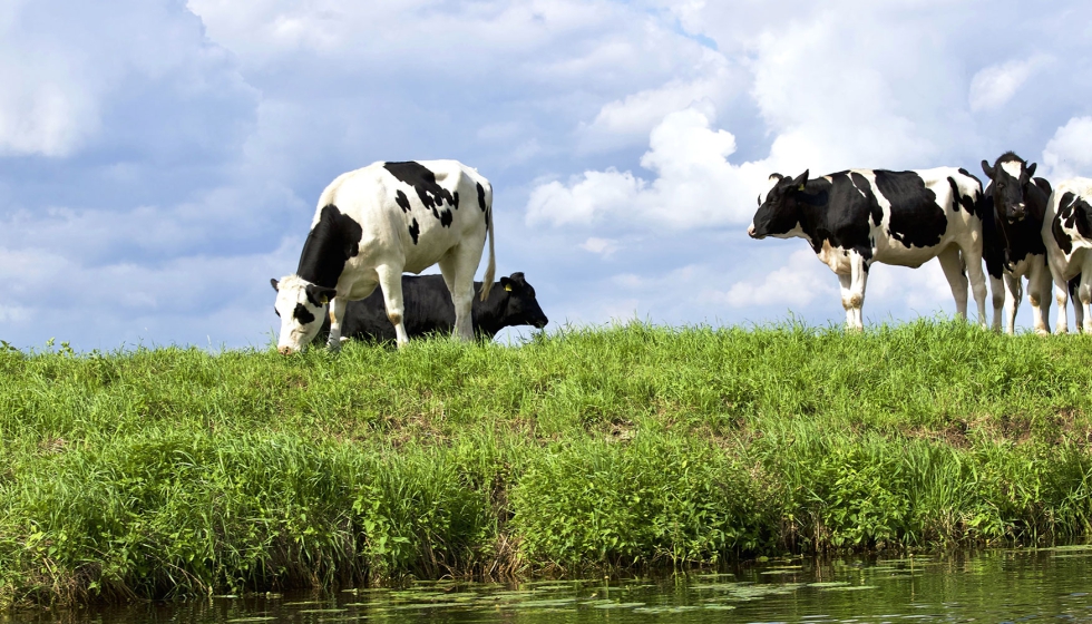 Ejemplares de raza Frisona en el campo