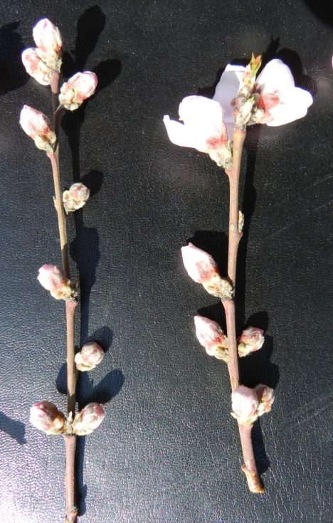 Tratado con SEVENGIB