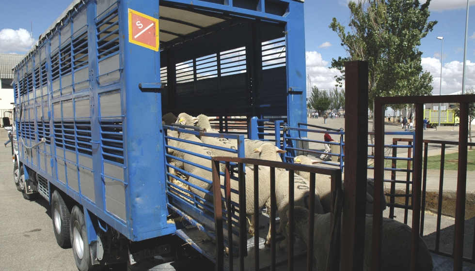 Transporte de ovejas en una feria ganadera