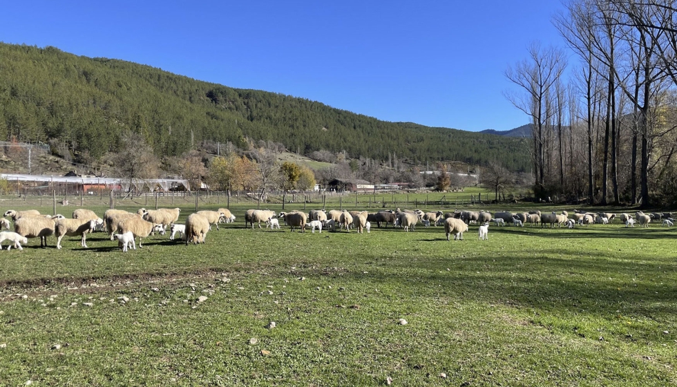 Foto de Curso destinado a ganaderos en Arens de Lled� (Teruel) para la valorizaci�n de la lana