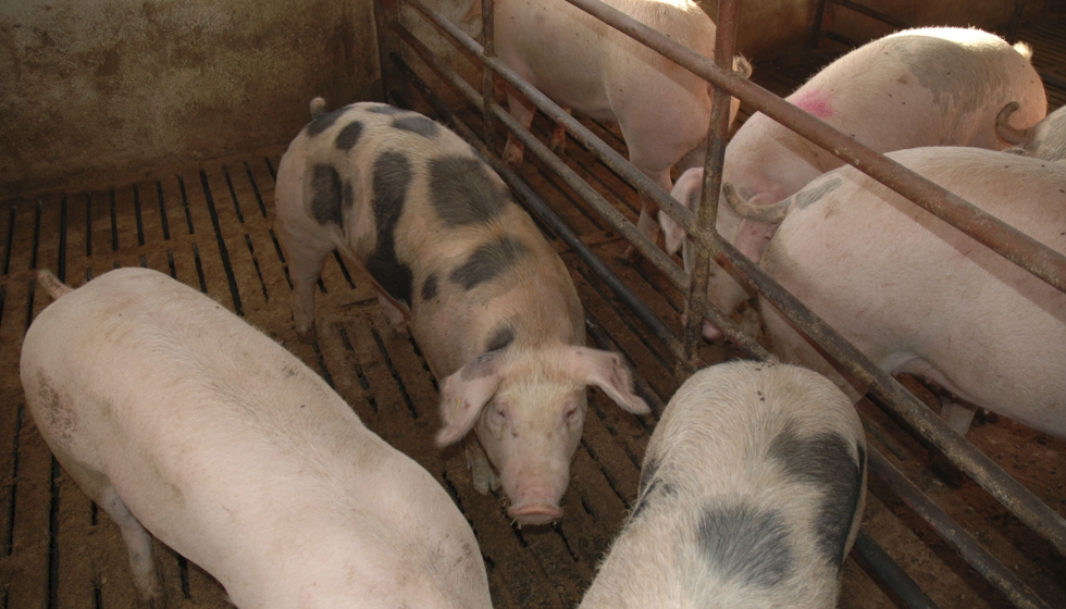 Interior de una granja porcina en Castilla y Le�n