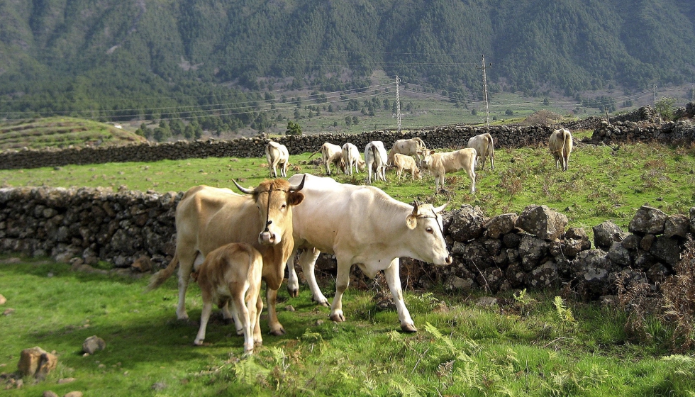 Vacas en zona de monta�a