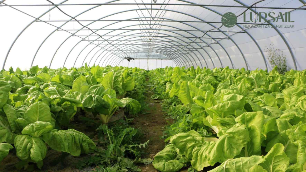 LURSAIL concurrir� este a�o al proceso de homologaci�n como Entidad de Asesoramiento previsto por las administraciones vascas...